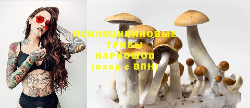 Псилоцибиновые грибы Psilocybine cubensis  Верещагино 